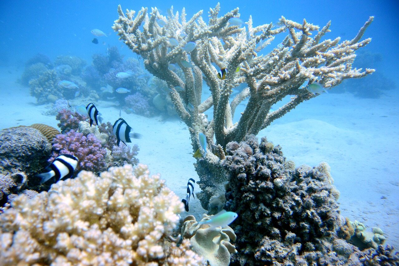 What's next for coral reefs?  The forecasts are not optimistic