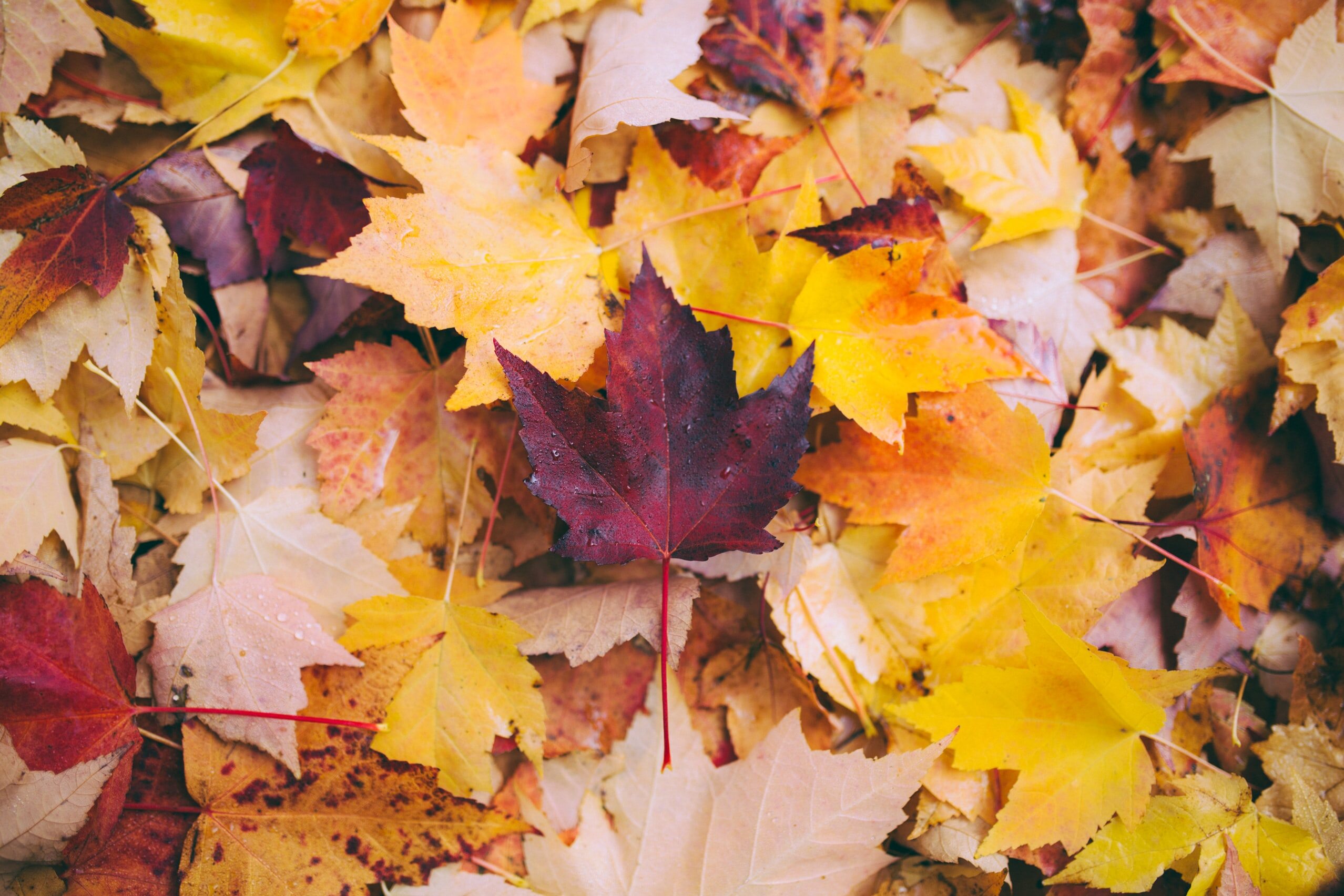 Treasure falling from trees.  Don't rake autumn leaves