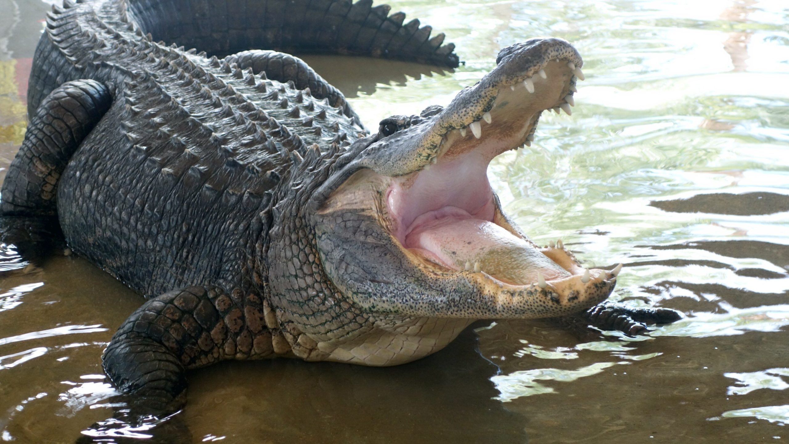 An alligator from a popular zoo could have paid for tourists' behavior with its life.  70 coins were taken out of his stomach