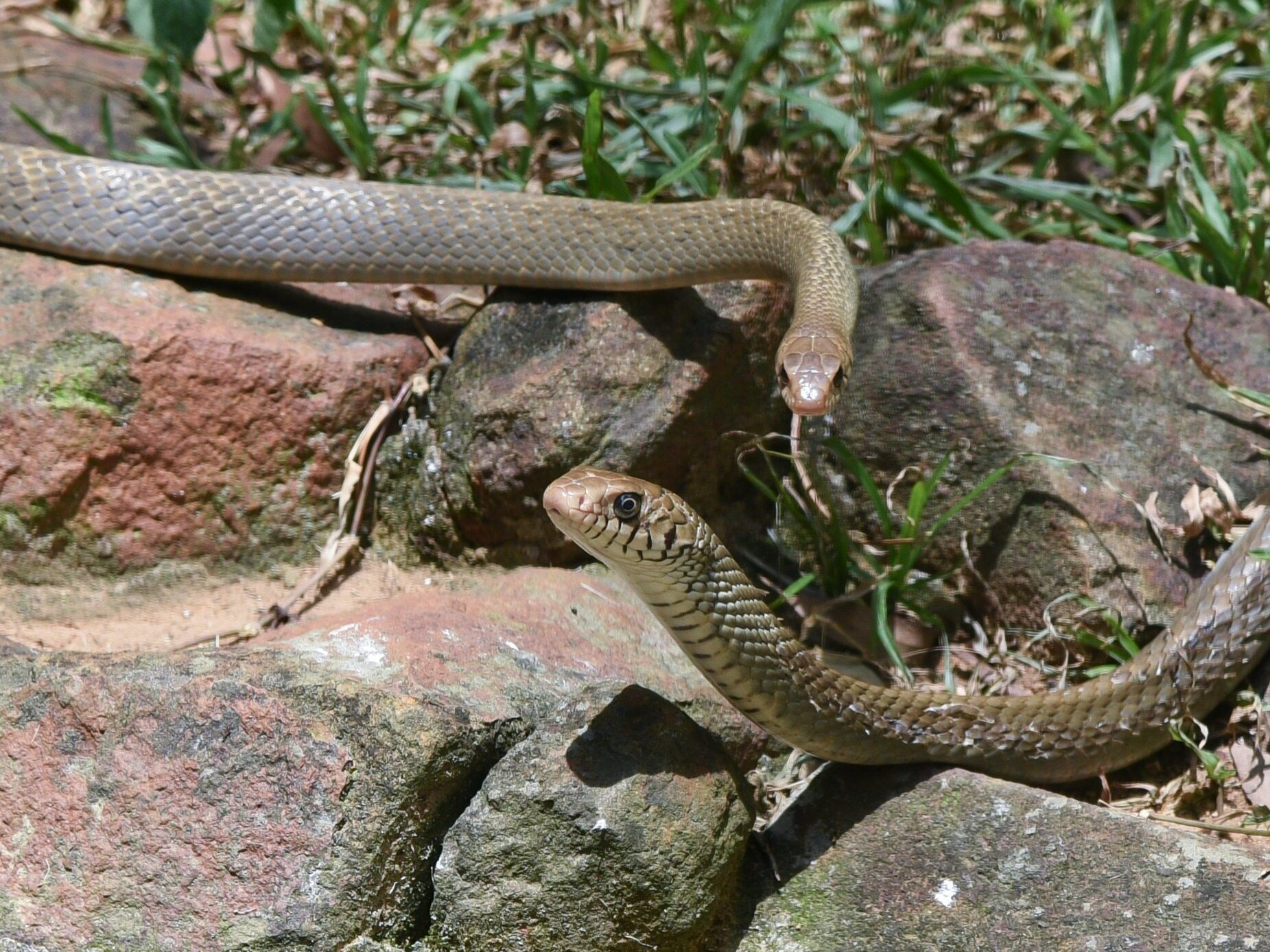 Snakes begin to migrate to cities.  It's getting more and more dangerous in these areas