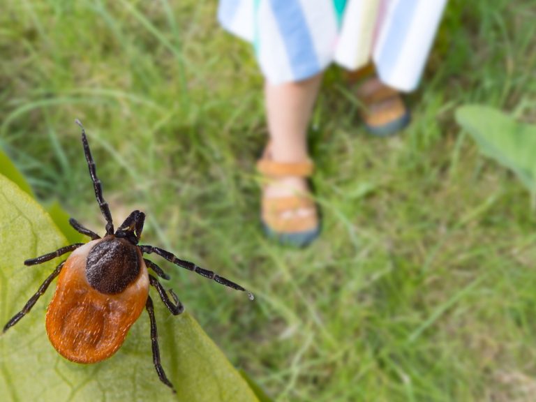 Have exotic ticks reached Poland?  They can transmit dangerous diseases, this is an important appeal of scientists