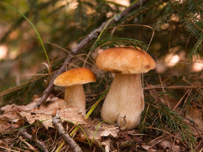 A flood of mushrooms in Polish forests.  This recording is going viral