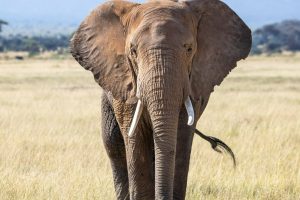 A huge threat to elephants and monkeys.  New research leaves no doubt