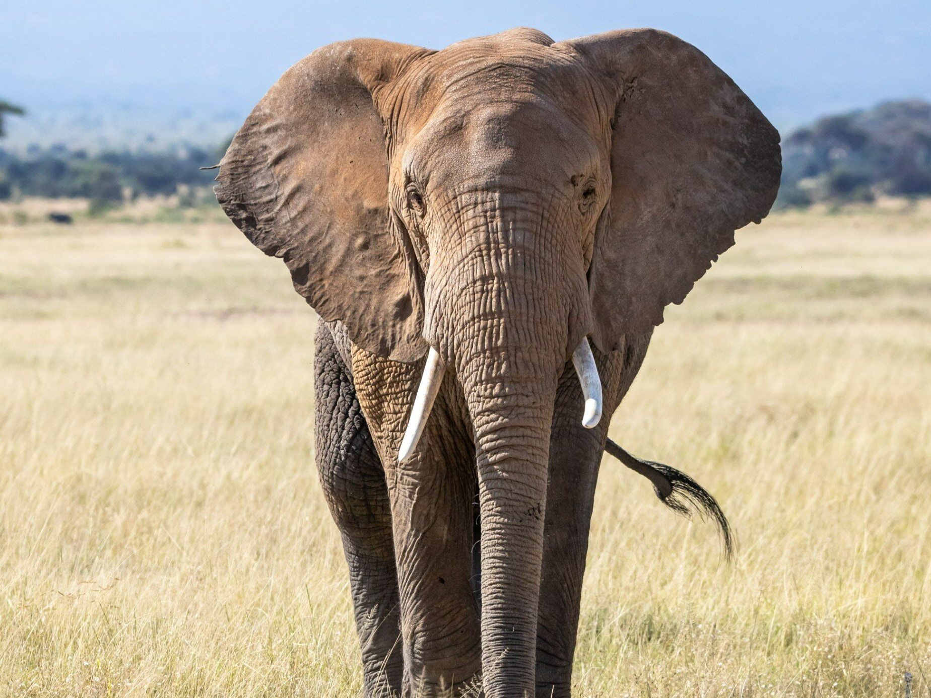 A huge threat to elephants and monkeys.  New research leaves no doubt
