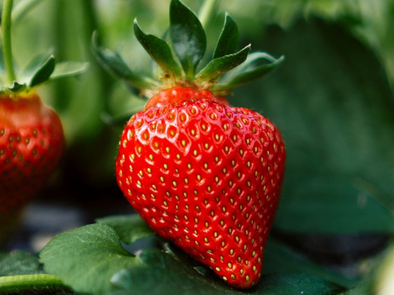 Are strawberries from Lidl healthier than those from the market?  Surprising results of a new study
