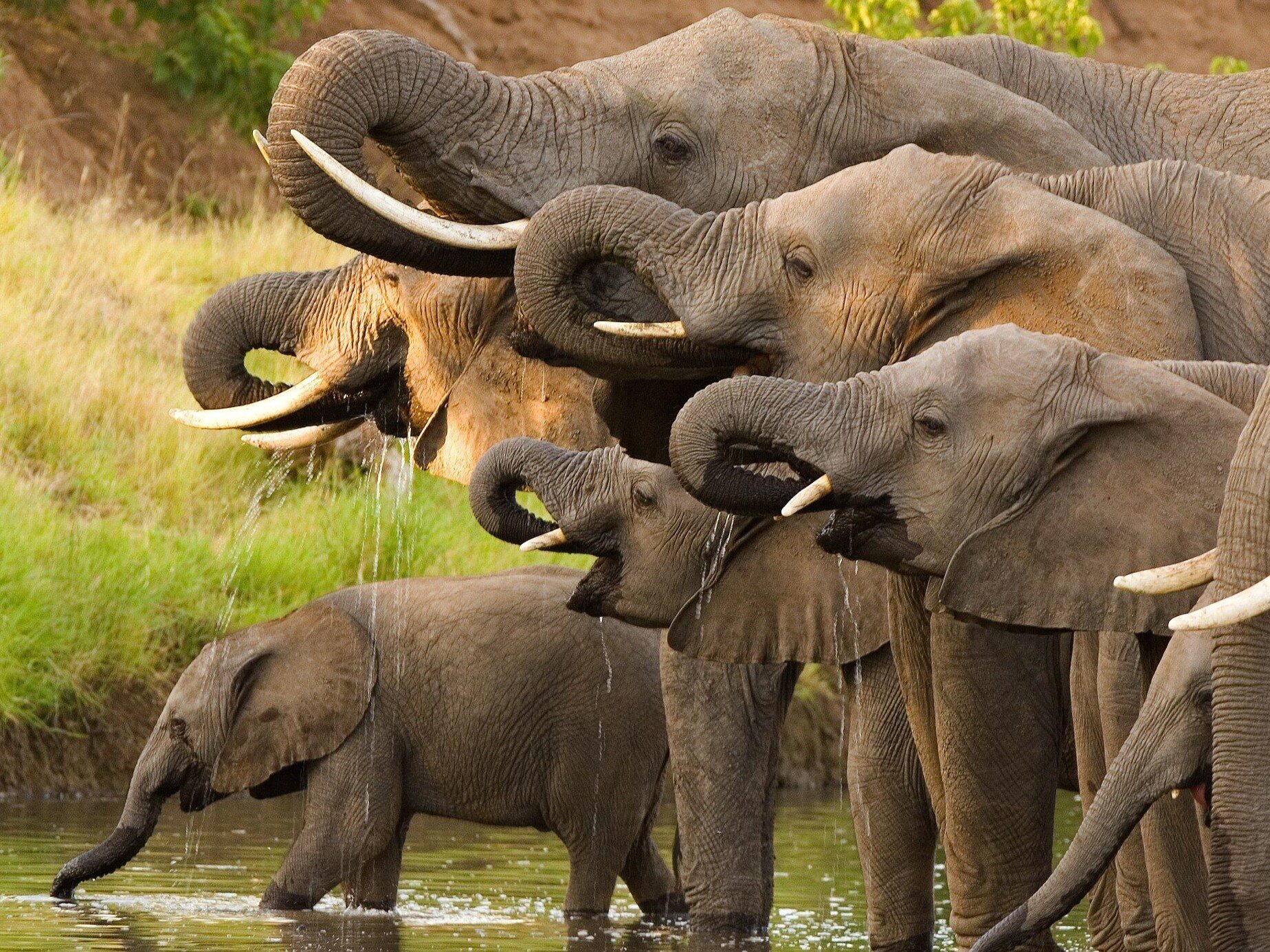 Elephants give themselves names.  Groundbreaking research results