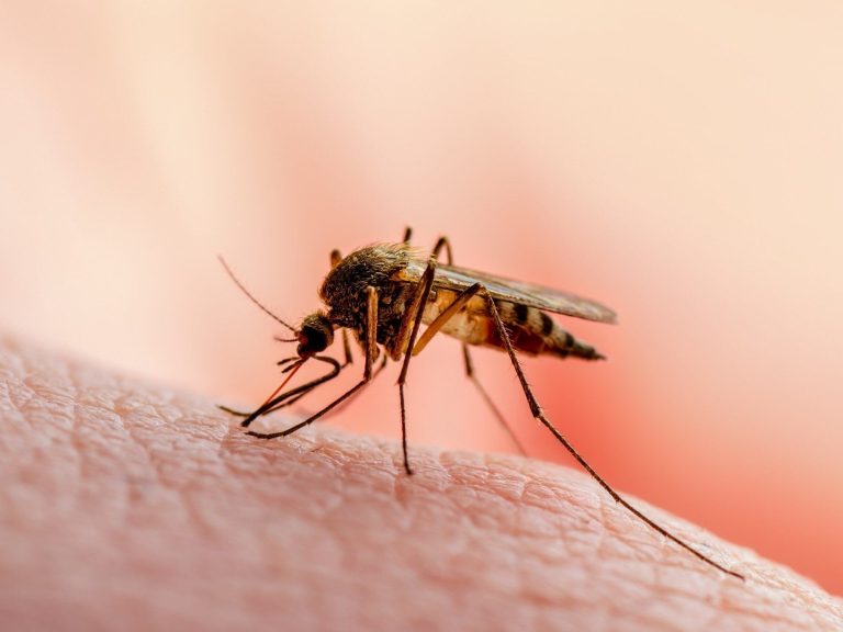 How to repel mosquitoes?  This method became a hit on the Internet
