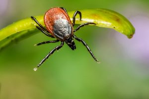 Researchers have discovered a new species of tick. It could be very dangerous.