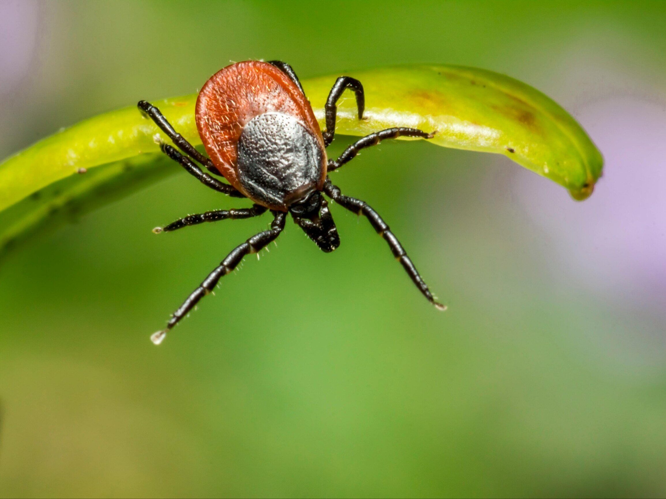 Researchers have discovered a new species of tick. It could be very dangerous.