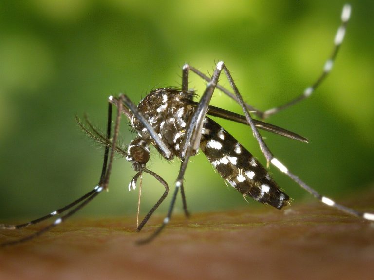 These mosquitoes have become established in Europe.  They spread a deadly disease.  Get to know its symptoms