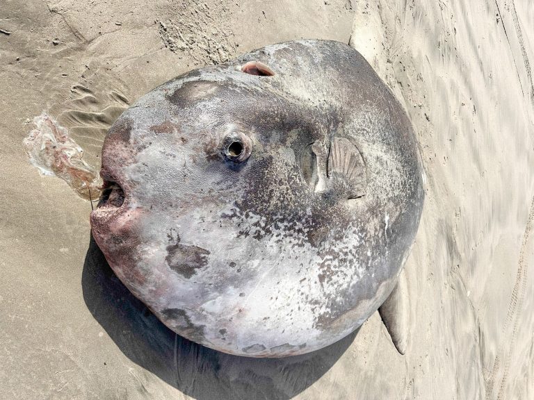 Unusual fish on the beach!  This specimen is over two meters tall