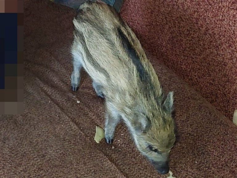 He took in a wild boar and kept it in his apartment building. The neighbors called the police.