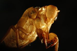 Mysterious Fungus Takes Over Insects, They Call Them ‘Zombie Cicadas’