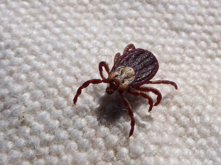 Scientists are working on a special app that will help monitor ticks